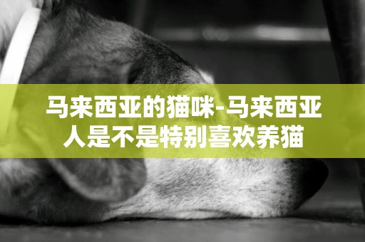 馬來西亞的貓咪-馬來西亞人是不是特別喜歡養貓