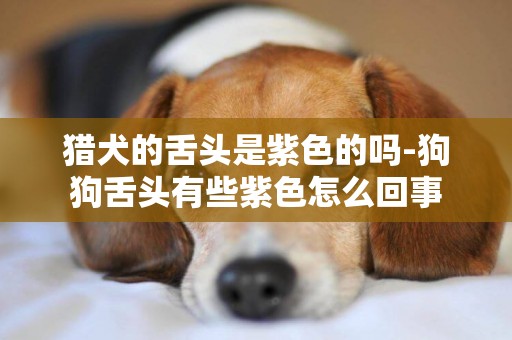 獵犬的舌頭是紫色的嗎-狗狗舌頭有些紫色怎么回事