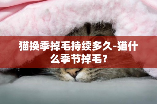 貓換季掉毛持續多久-貓什么季節掉毛？
