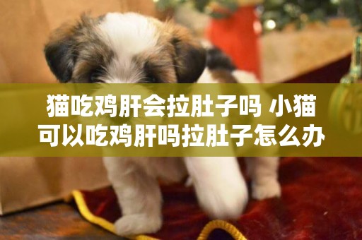 貓吃雞肝會拉肚子嗎 小貓可以吃雞肝嗎拉肚子怎么辦