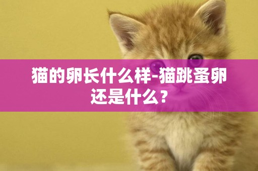 貓的卵長什么樣-貓跳蚤卵還是什么？