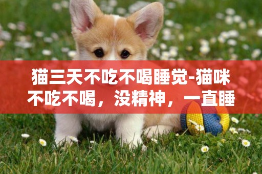 貓三天不吃不喝睡覺-貓咪不吃不喝，沒精神，一直睡覺