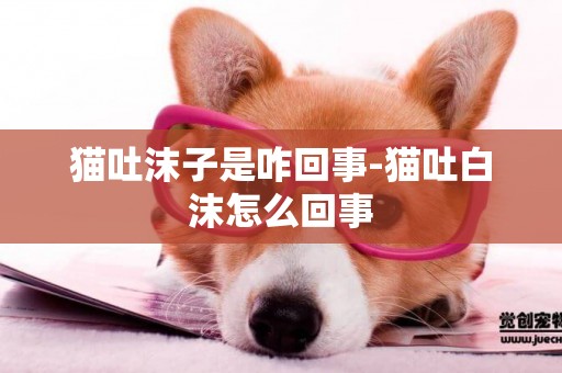 貓吐沫子是咋回事-貓吐白沫怎么回事