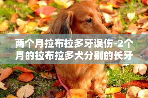 兩個月拉布拉多牙誤傷-2個月的拉布拉多犬分別的長牙情況？