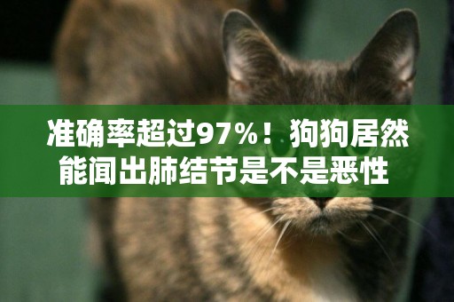準確率超過97%！狗狗居然能聞出肺結節是不是惡性 
