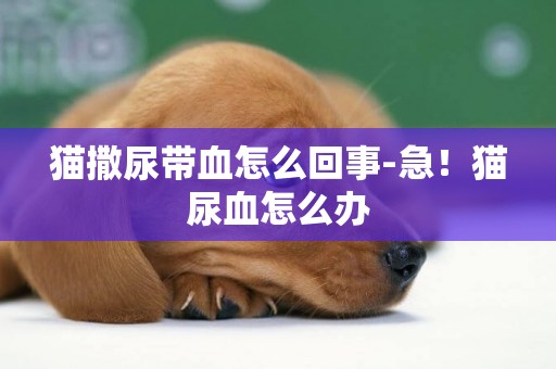 貓撒尿帶血怎么回事-急！貓尿血怎么辦