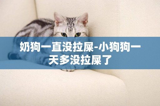 奶狗一直沒拉屎-小狗狗一天多沒拉屎了