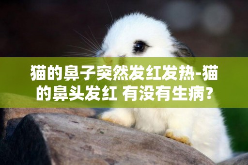 貓的鼻子突然發紅發熱-貓的鼻頭發紅 有沒有生病？