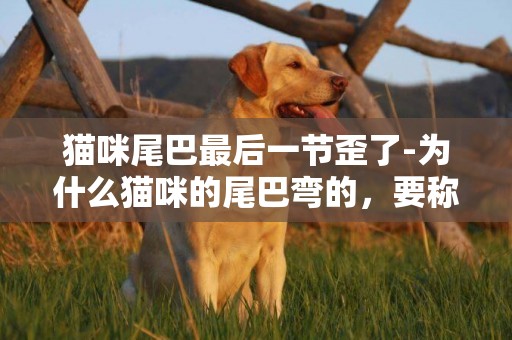 貓咪尾巴最后一節歪了-為什么貓咪的尾巴彎的，要稱作麒麟尾呢？