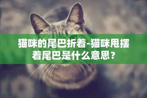 貓咪的尾巴折著-貓咪甩擺著尾巴是什么意思？