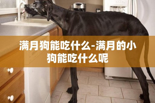 滿月狗能吃什么-滿月的小狗能吃什么呢