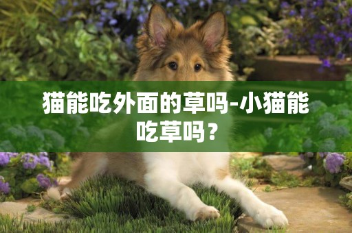 貓能吃外面的草嗎-小貓能吃草嗎？