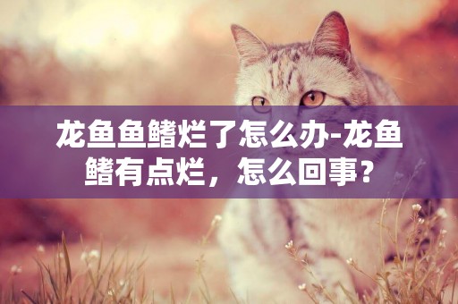 龍魚魚鰭爛了怎么辦-龍魚鰭有點爛，怎么回事？