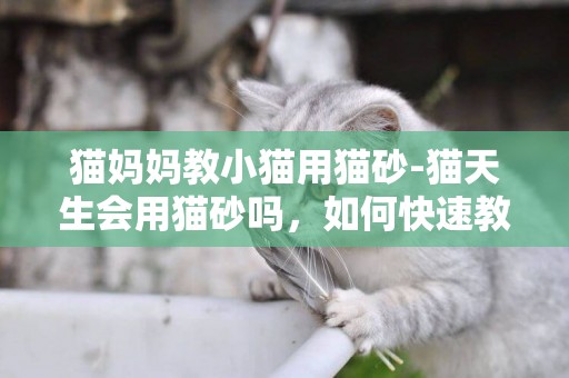 貓媽媽教小貓用貓砂-貓天生會用貓砂嗎，如何快速教會貓用貓砂