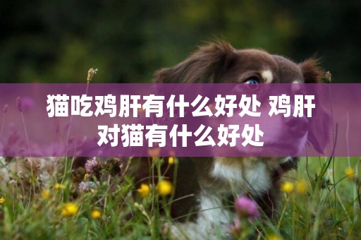 貓吃雞肝有什么好處 雞肝對貓有什么好處