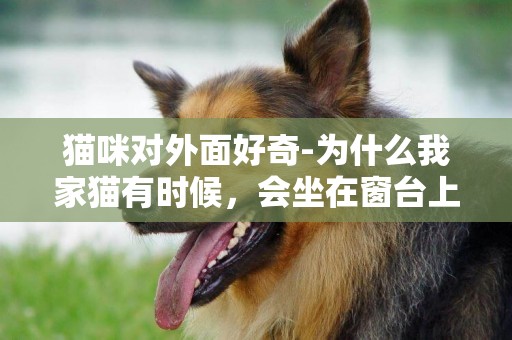 貓咪對外面好奇-為什么我家貓有時候，會坐在窗臺上對著外面望好久好久？