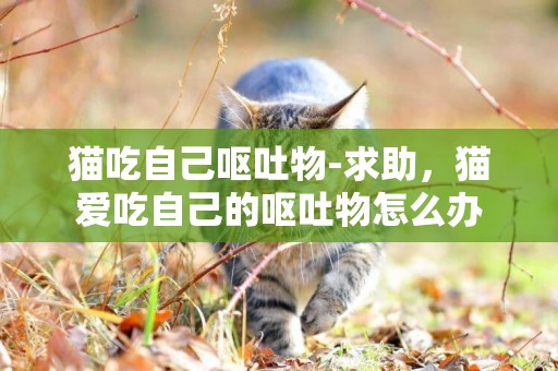 貓吃自己嘔吐物-求助，貓愛吃自己的嘔吐物怎么辦