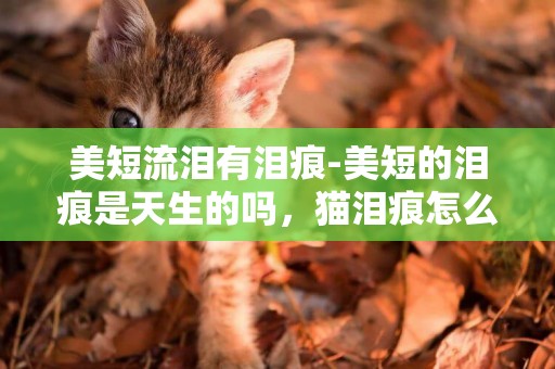 美短流淚有淚痕-美短的淚痕是天生的嗎，貓淚痕怎么治