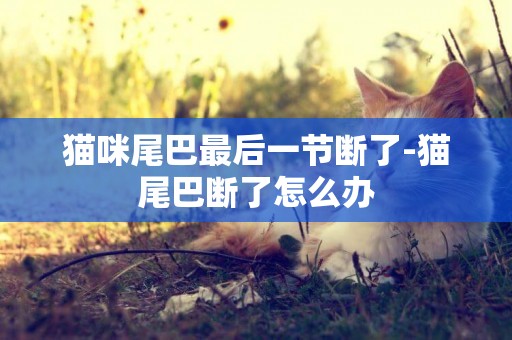 貓咪尾巴最后一節斷了-貓尾巴斷了怎么辦