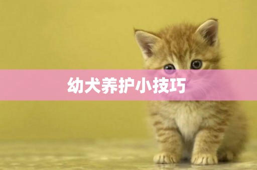 幼犬養護小技巧 