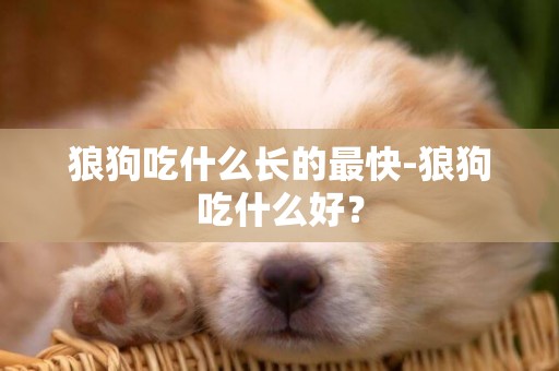 狼狗吃什么長的最快-狼狗吃什么好？