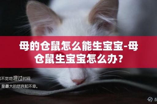 母的倉鼠怎么能生寶寶-母倉鼠生寶寶怎么辦？