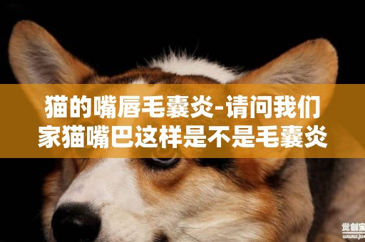 貓的嘴唇毛囊炎-請問我們家貓嘴巴這樣是不是毛囊炎？
