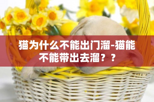 貓為什么不能出門溜-貓能不能帶出去溜？？