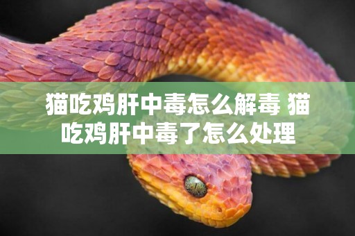 貓吃雞肝中毒怎么解毒 貓吃雞肝中毒了怎么處理