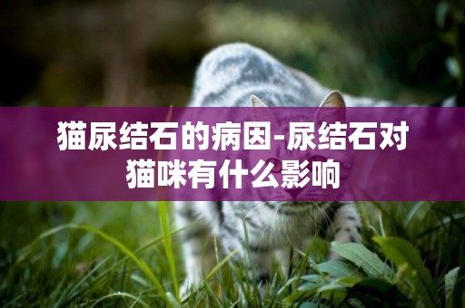貓尿結石的病因-尿結石對貓咪有什么影響