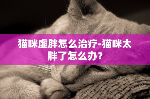 貓咪虛胖怎么治療-貓咪太胖了怎么辦？