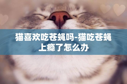 貓喜歡吃蒼蠅嗎-貓吃蒼蠅上癮了怎么辦