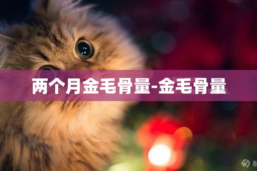 兩個月金毛骨量-金毛骨量