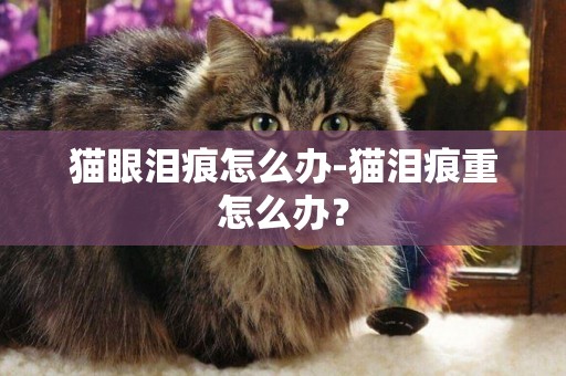 貓眼淚痕怎么辦-貓淚痕重怎么辦？