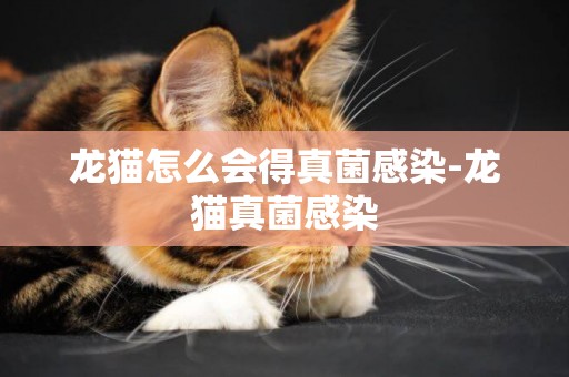 龍貓怎么會得真菌感染-龍貓真菌感染