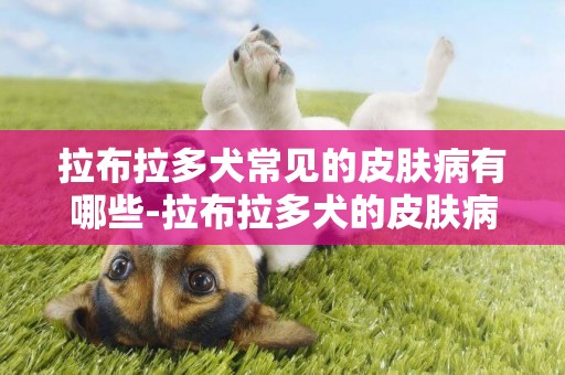 拉布拉多犬常見的皮膚病有哪些-拉布拉多犬的皮膚病問題