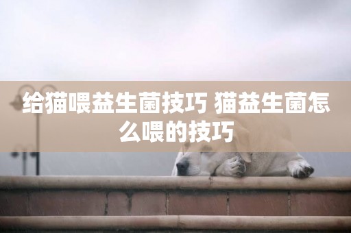給貓喂益生菌技巧 貓益生菌怎么喂的技巧