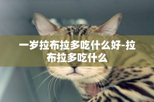 一歲拉布拉多吃什么好-拉布拉多吃什么