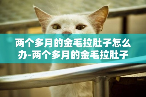 兩個多月的金毛拉肚子怎么辦-兩個多月的金毛拉肚子怎么辦？