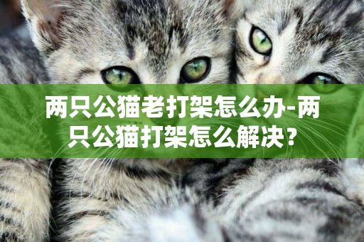 兩只公貓老打架怎么辦-兩只公貓打架怎么解決？