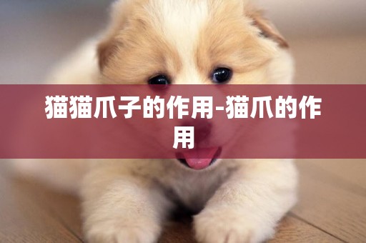貓貓爪子的作用-貓爪的作用