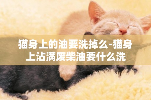 貓身上的油要洗掉么-貓身上沾滿廢柴油要什么洗