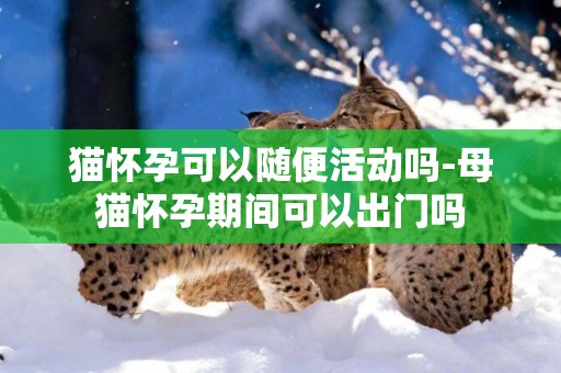 貓懷孕可以隨便活動嗎-母貓懷孕期間可以出門嗎