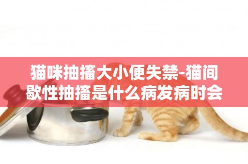 貓咪抽搐大小便失禁-貓間歇性抽搐是什么病發病時會大小便失禁