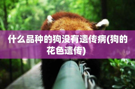什么品種的狗沒有遺傳病(狗的花色遺傳) 