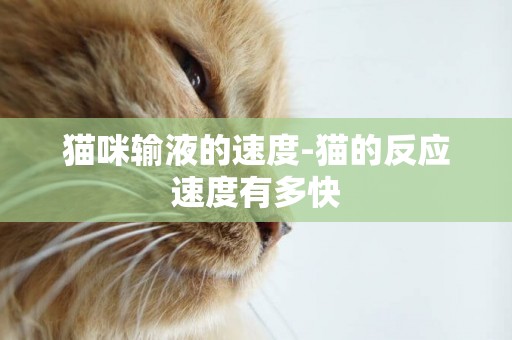 貓咪輸液的速度-貓的反應速度有多快