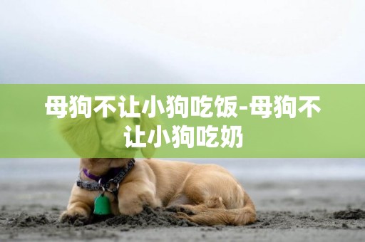 母狗不讓小狗吃飯-母狗不讓小狗吃奶