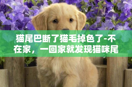 貓尾巴斷了貓毛掉色了-不在家，一回家就發現貓咪尾巴掉了一大塊毛，他這個是怎么了啊？