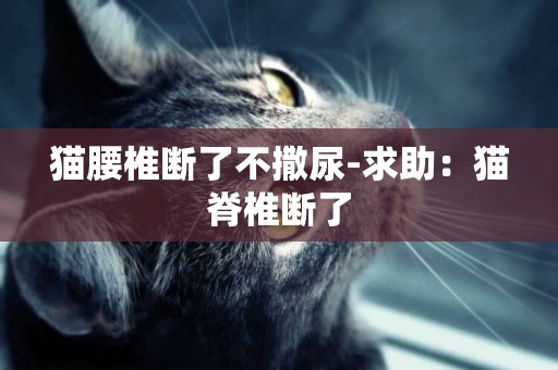 貓腰椎斷了不撒尿-求助：貓脊椎斷了
