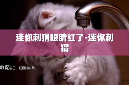 迷你刺猬眼睛紅了-迷你刺猬